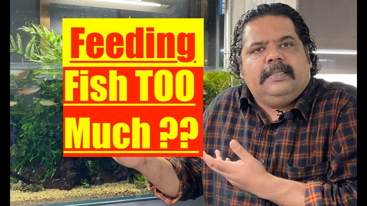 How not to Over Feed your Aquarium Fish | Mayur Dev's Tips for better Fish Keeping | Healthy Fish