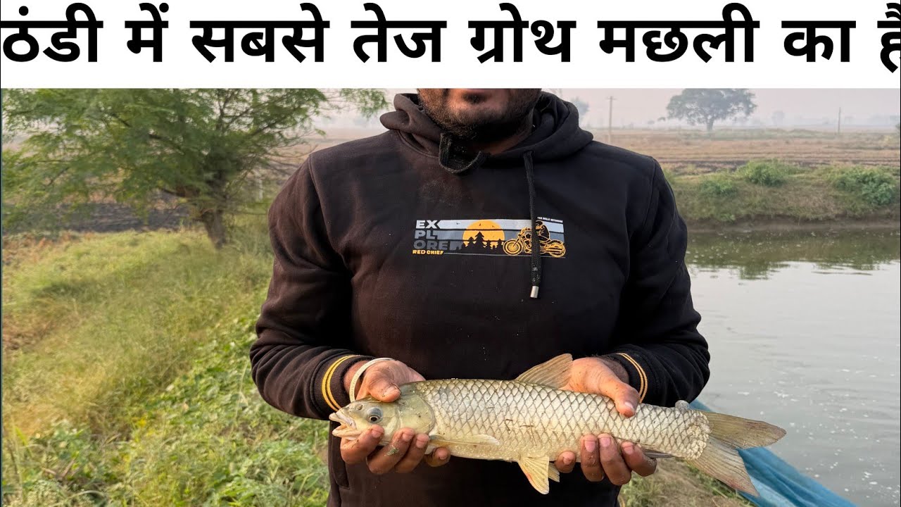ठंडी में सबसे तेज बढ़वार इसी मछली 🐟 का है | इस सीजन कमाई लाखों ₹ ||