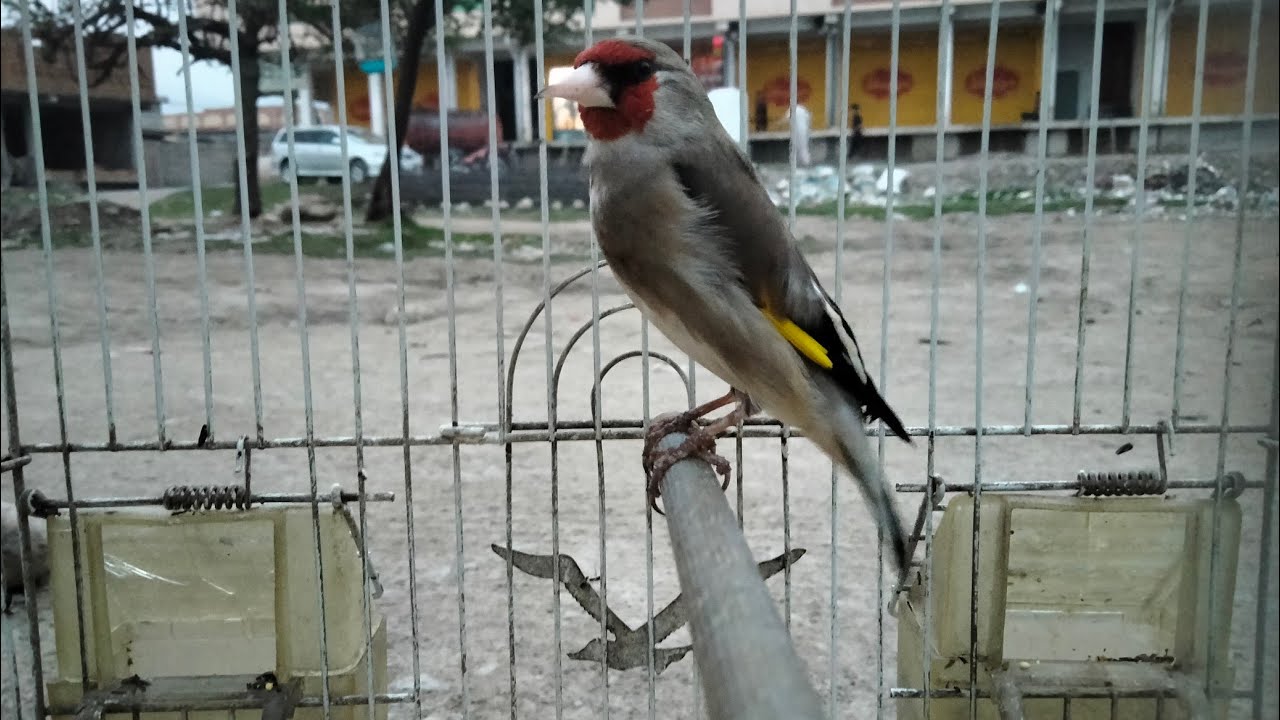 Gold Finch Singing /Saira Singing /Trained Birds In Cage