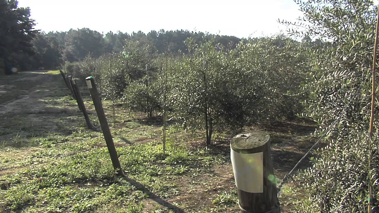 Growing Olives In Georgia Requires Patience, Cautious Management