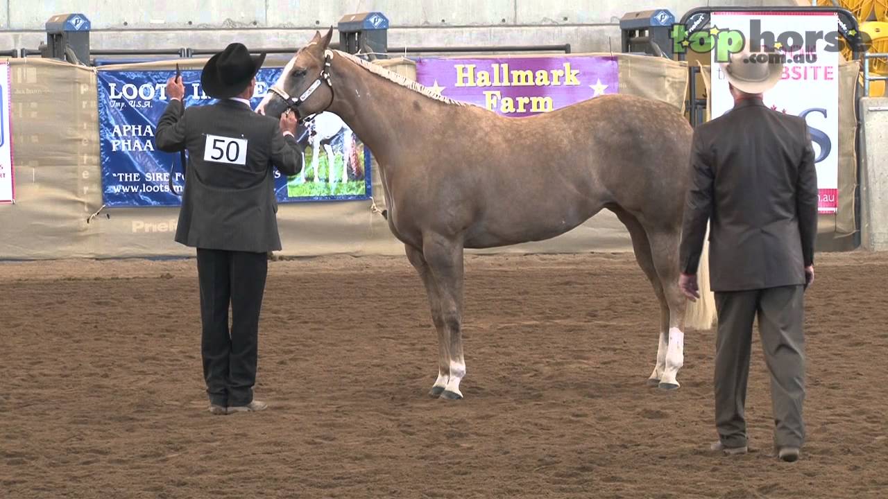 PHAA National Championship Show - Grand Champion Mare/Filly