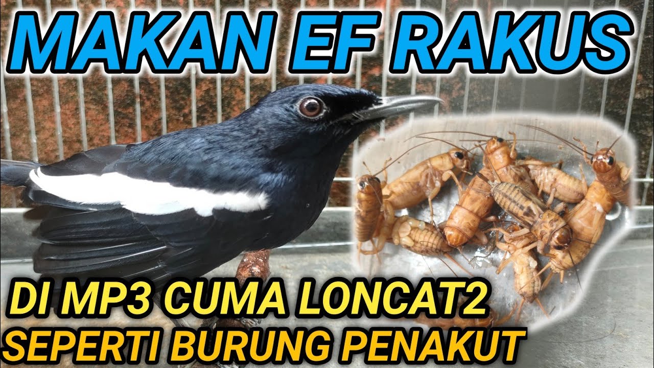 KOK BISA?? MERAWAT KACER MAKAN EF RAKUS MALAH JADI BURUNG KACER PENAKUT | DR KACER NEW