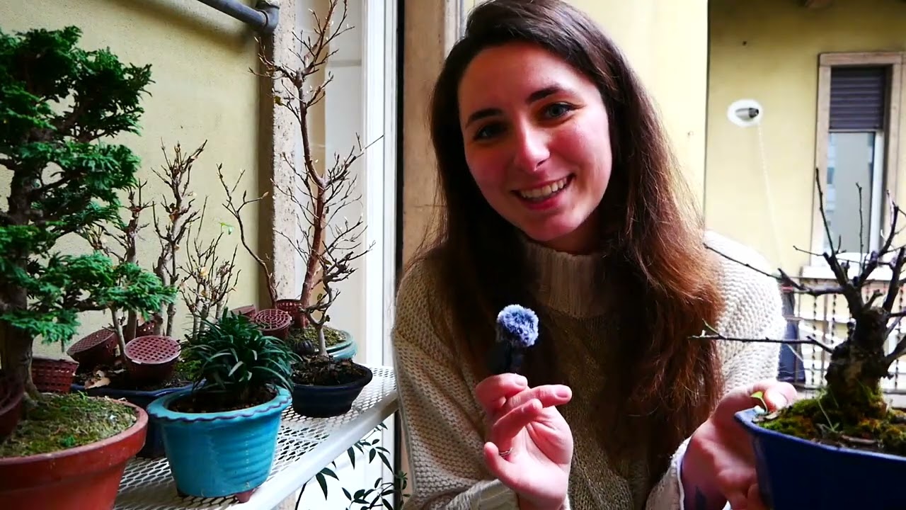 Quali piante *NON* ho venduto? - Bonsai Update e Vasi nuovi