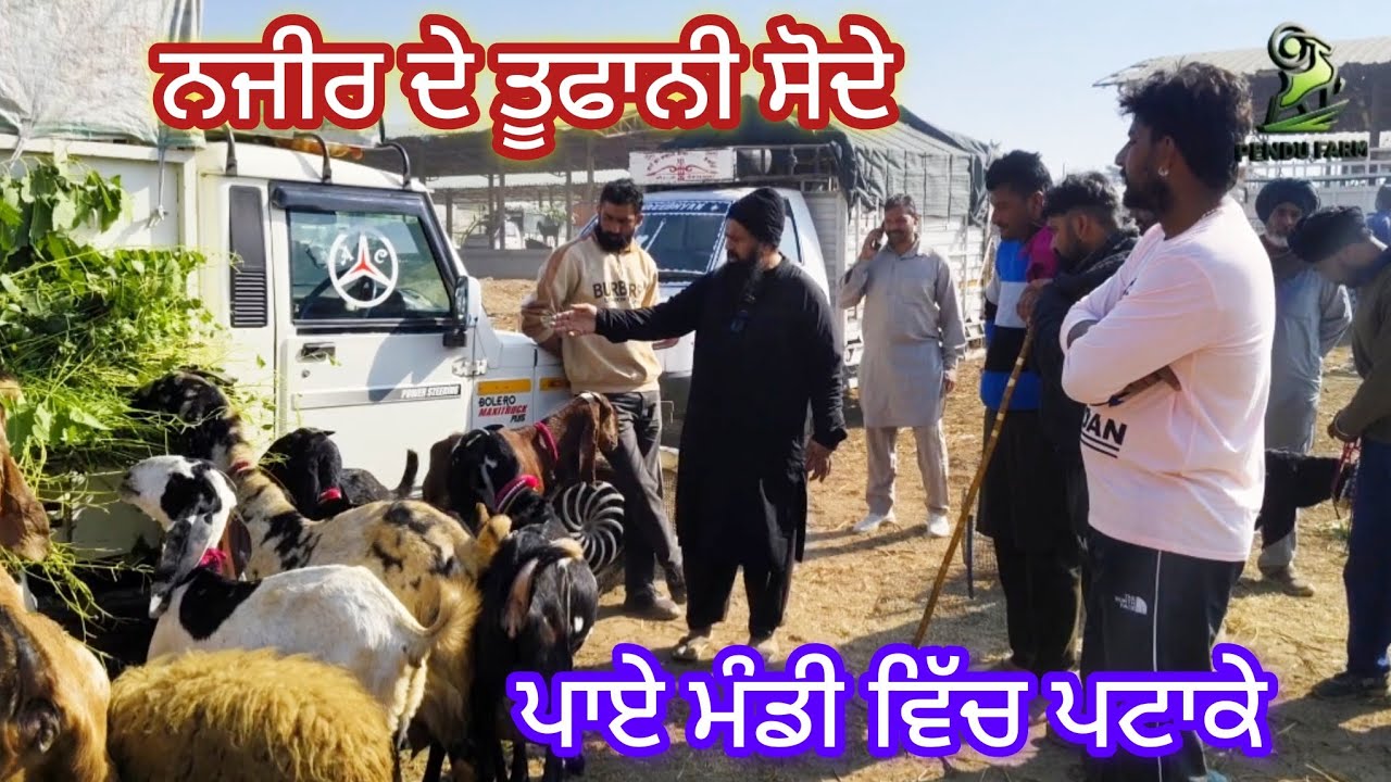 ਨਜ਼ੀਰ ਦੇ ਤੂਫਾਨੀ ਸੌਦੇ Maur Bakra Mandi #goatfarming #najir #farming #rajudirba #bakramandi #goatfarm 