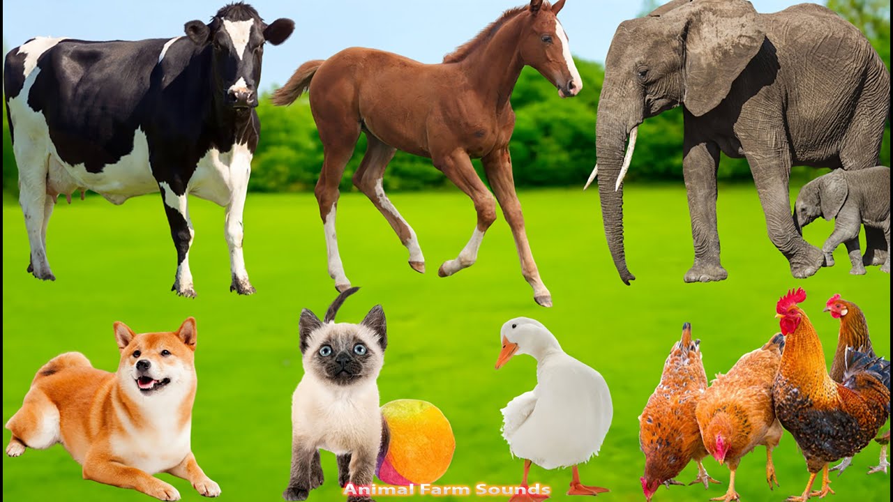 Amazing Benefits of Farm Animals – Sheep, Goat, Cat, Dog, Chicken, Cow & Horse | Pet Sounds