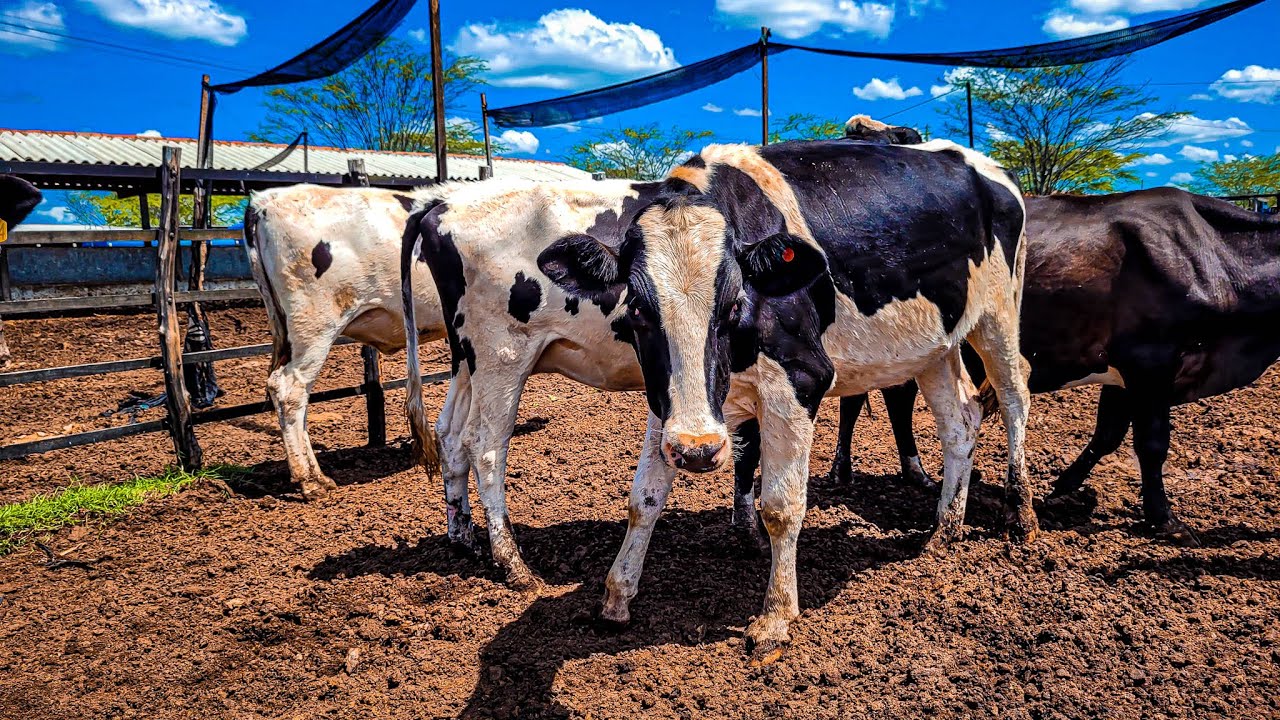 OFERTA DE NOVILHA LEITEIRA PRENHA Á VENDA NA FAZENDA ZÉ DE DANDA!!
