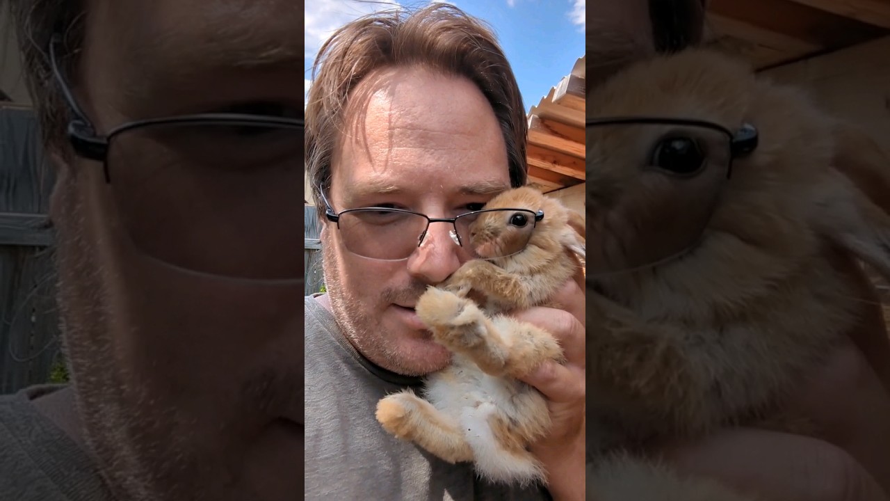 How to identify a young male from a female rabbit. It is so hard to see until it is too late.