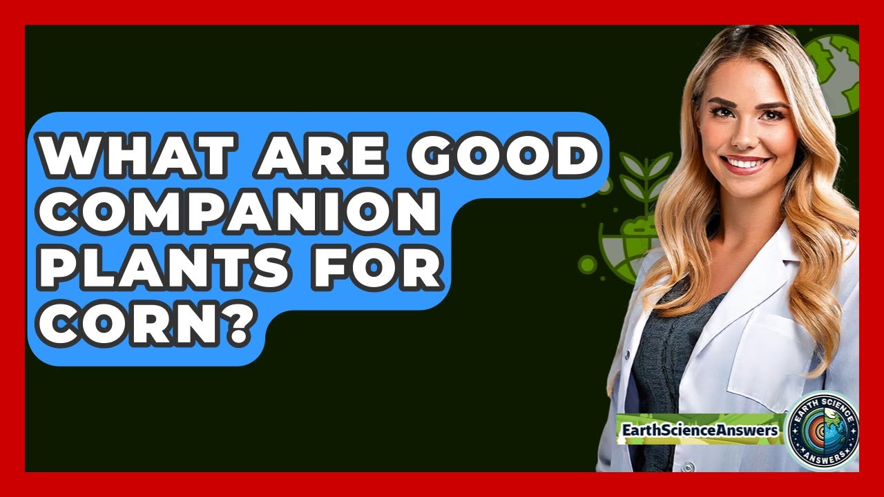 What Are Good Companion Plants For Corn? - Earth Science Answers