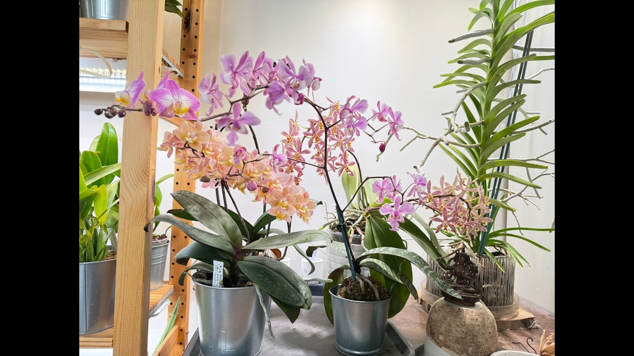 What's in bloom March 2026: Stunning orchid flowers and happy spikes!