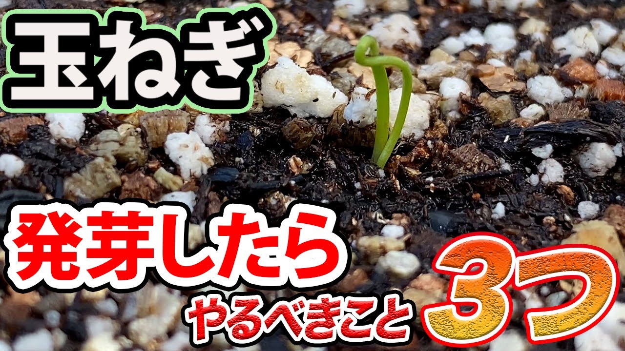 【玉ねぎ】太くて丈夫な玉ねぎを育てるために、発芽したら絶対やること。