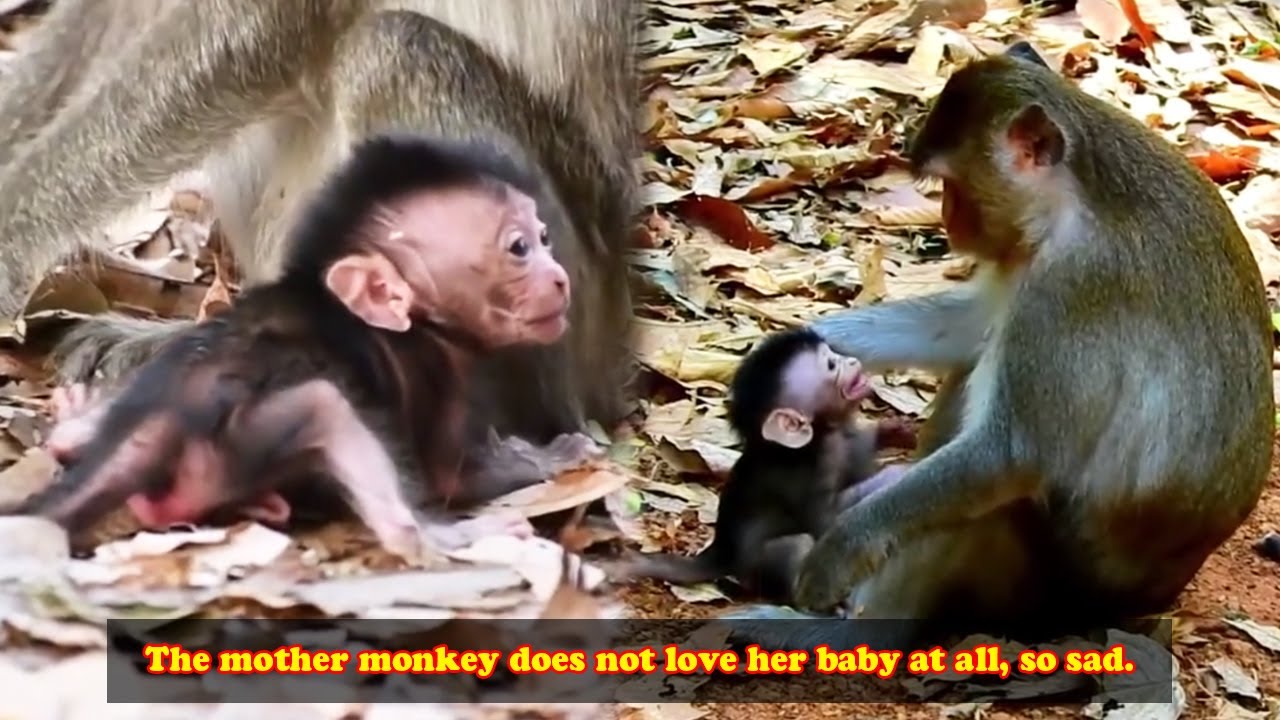 The mother monkey hated the baby monkey. The baby monkey must have been traumatized.