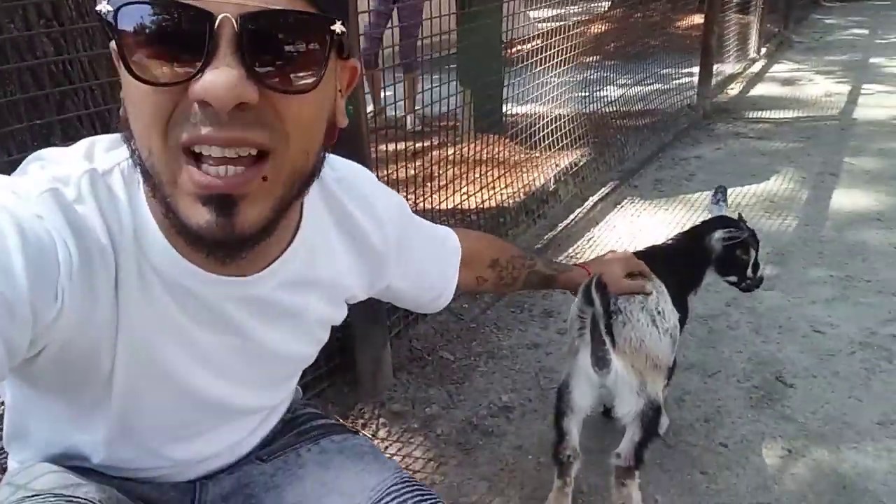 Chino Piff Feeding the Goats In Southwick ma. Zoo