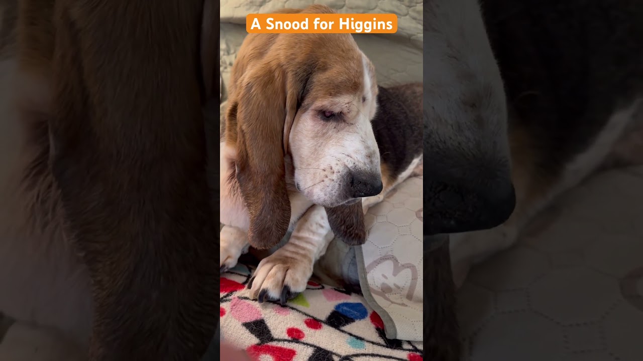 A gift for Higgins #lifewithdogs