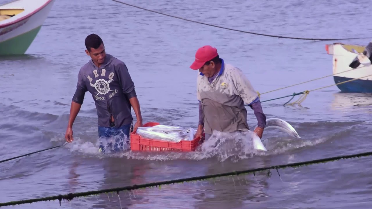 Pesca del Tajalí en La Guardia, Margarita.