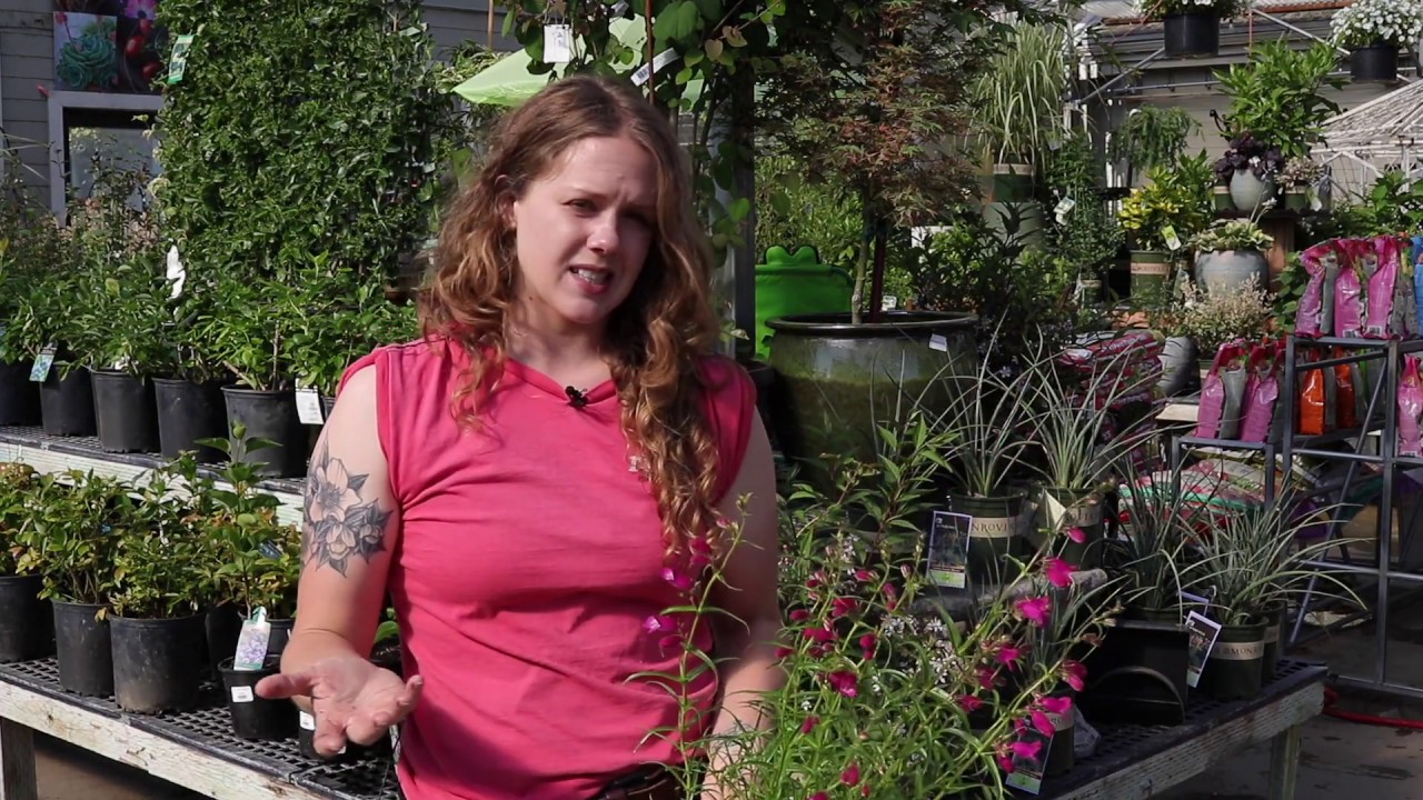 Kelsi's Favorite PNW perennials
