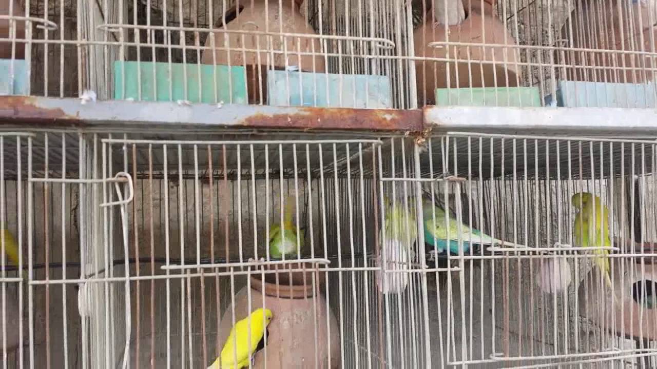 Budgies Parrots ke ager pair na bane to kya kare in urdu/Hindi.