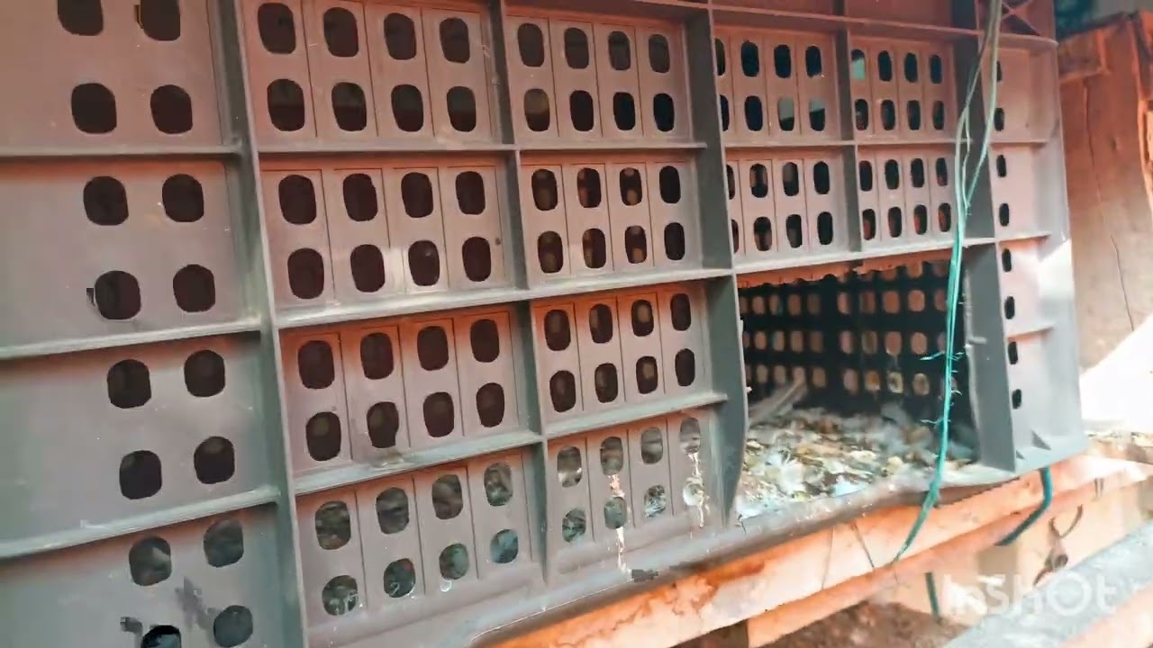 Desi pegion (kabotar) breeding update