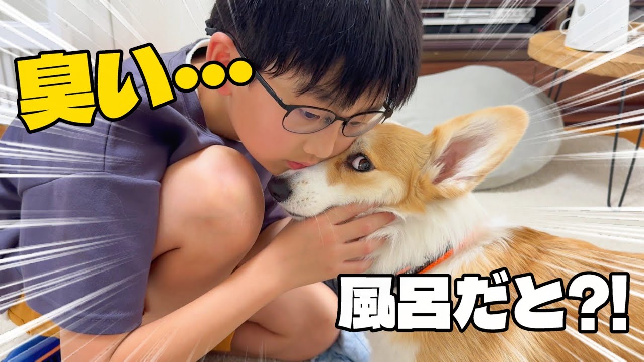 息子に臭いと言われたコーギーに特別なお風呂を用意しました【お風呂キャンセル界隈・腰痛界隈飼い主様必見】
