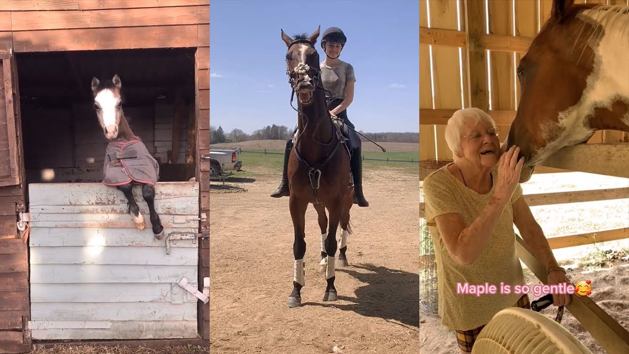 Funny and Cute Horse Videos pt 5