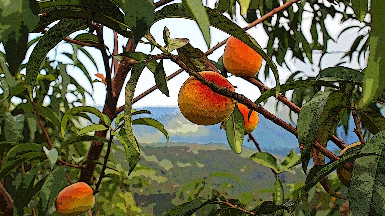 Cultivo de Durazno #2: Productividad y Propagación