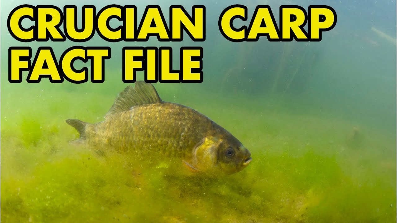 Crucian: Fact File (British Wildlife Facts)