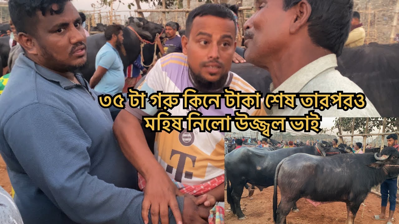 টাকা নাই তারপরএ মহিষ নিলো উজ্জ্বল ভাই | সিটি হাট রাজশাহী 