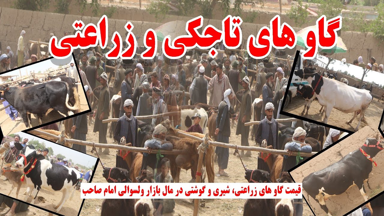 گاوهای تاجیکی و زراعتی ولسوالی امام‌ صاحب کندز | قیمت گاوهای شیری و گوشتی Cow Pries in Kunduz 2025