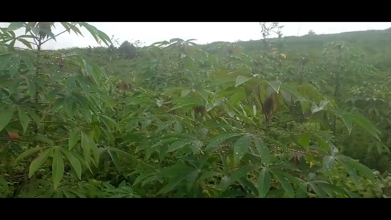ທ້າວຍົງທະວີ