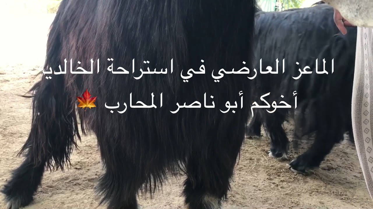 الماعز العارضي ( ٣ ) 