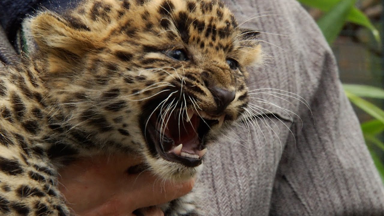 Gefährliche Schmusekatzen im Tierpark - Chineleopardenbabys des Cottbuser Tierparks