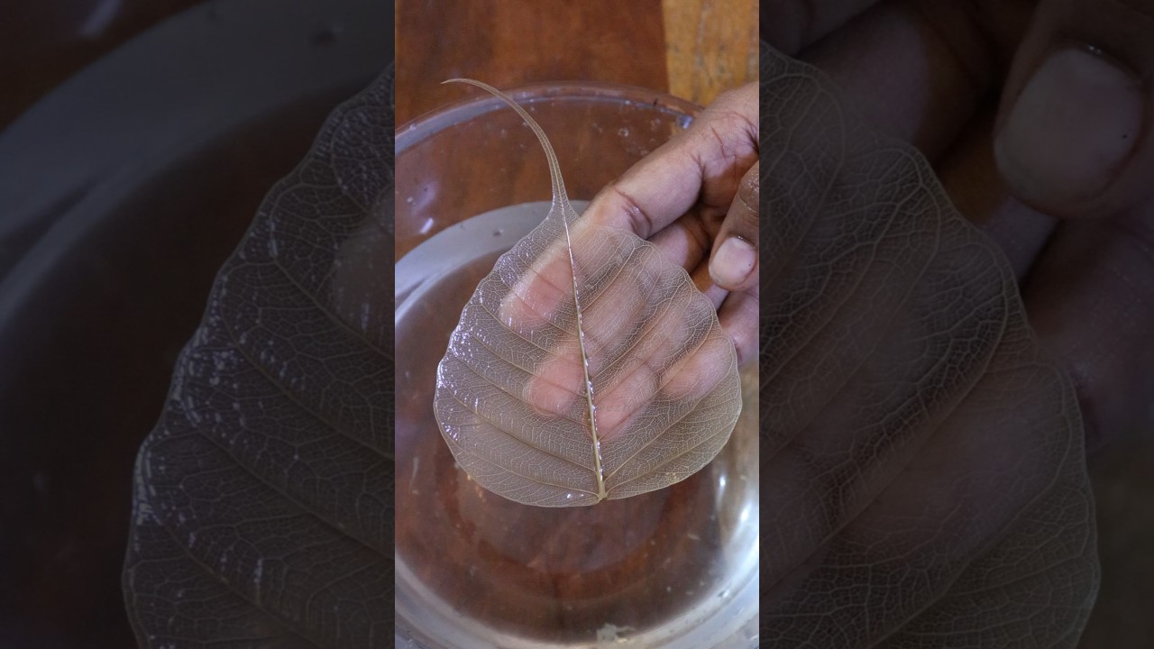 How to make skeleton leaves#diy #leafart #peepal #shorts #trending