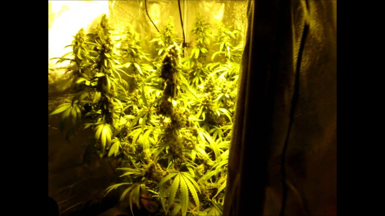 The power of main-lining cannabis (building a manifold)