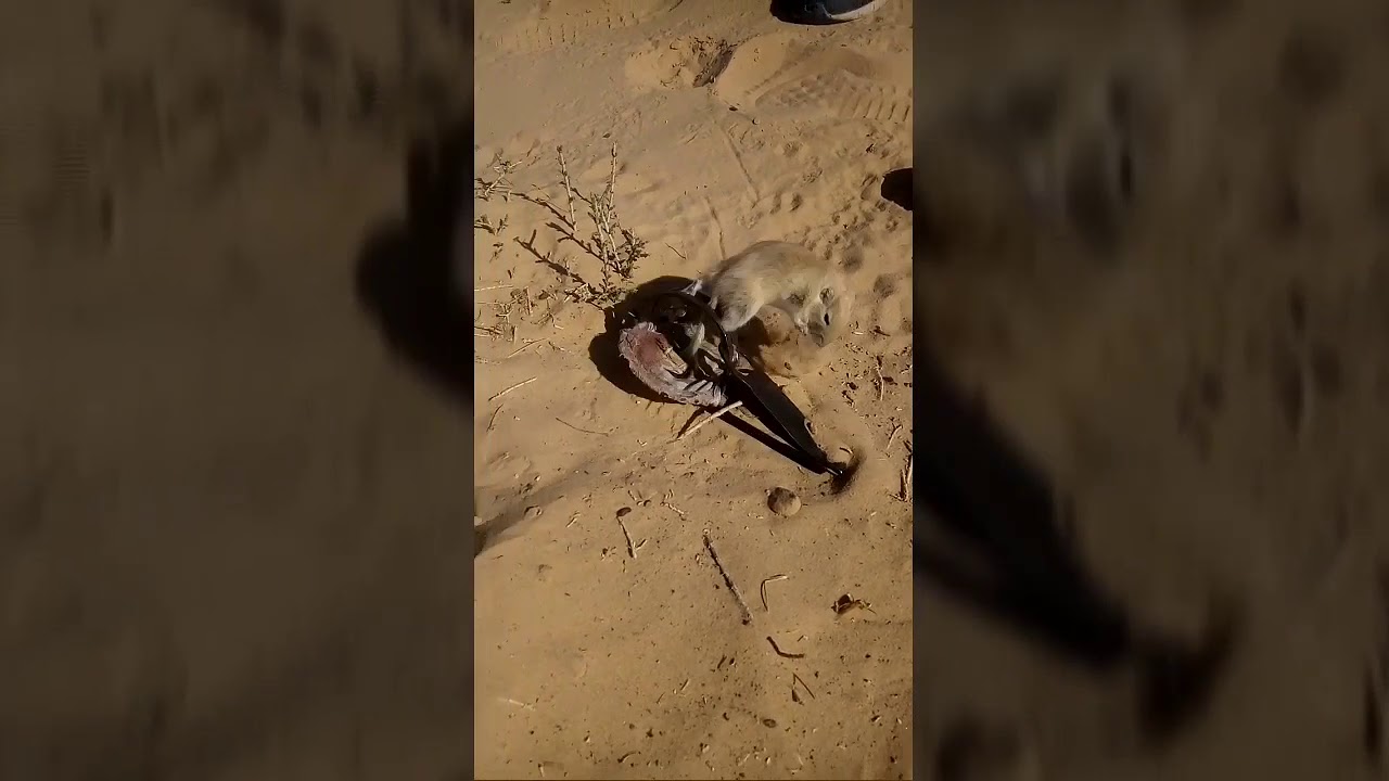 صيد الجرذان (اليربوع)في صحراء الوادي عيشوا معنا التجربة