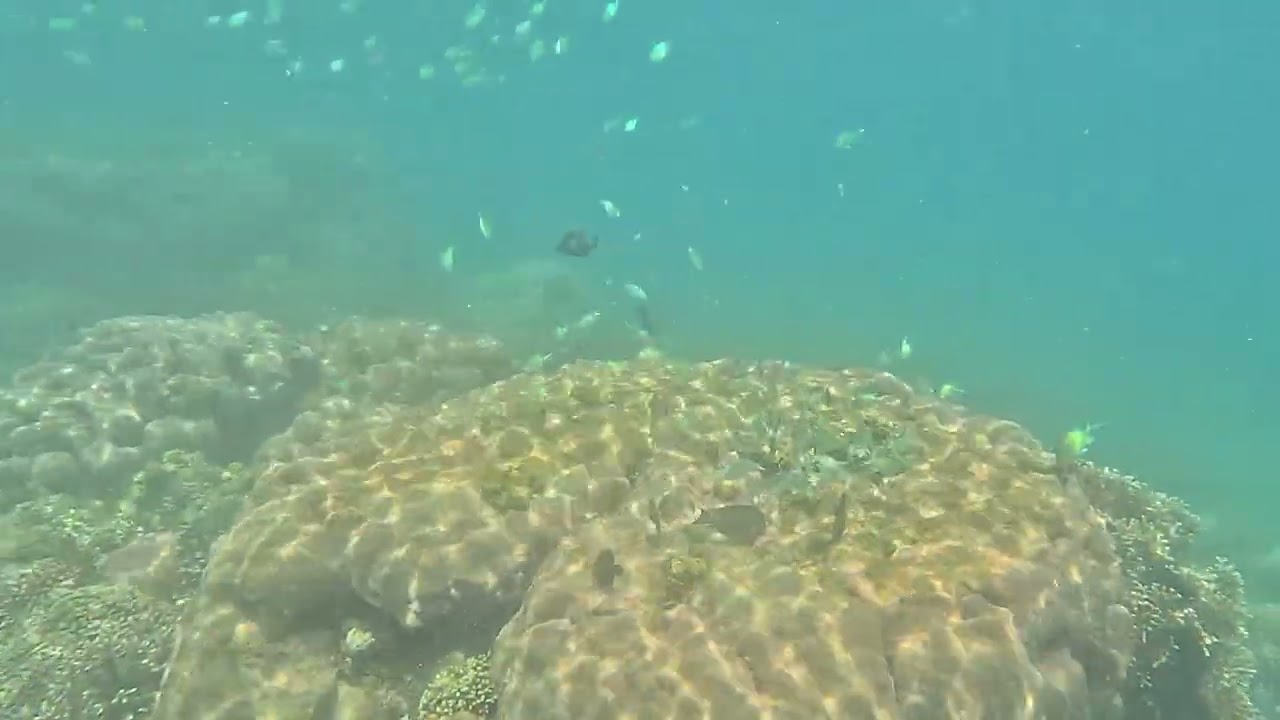 Snorkeling at secret Gili Islands Lombok. Turtle at 30 sec.