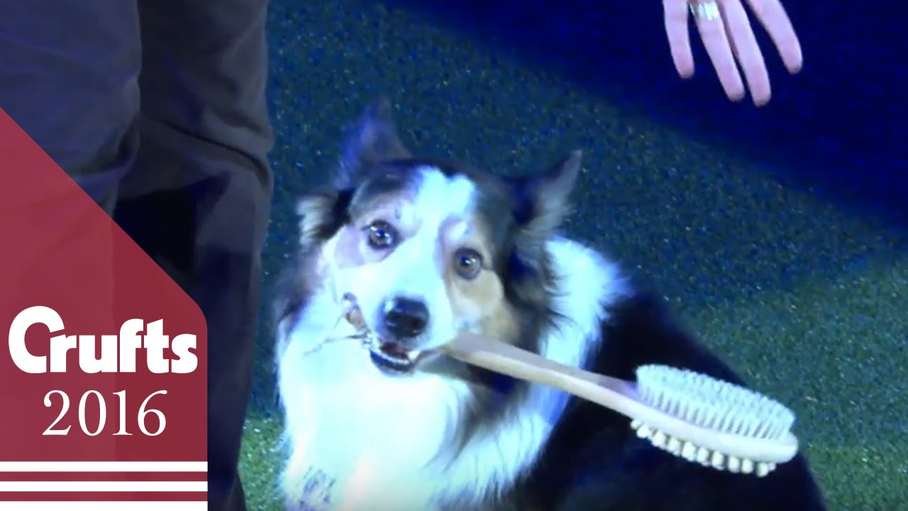 Heelwork to Music - Freestyle International Competition Winner | Crufts 2016
