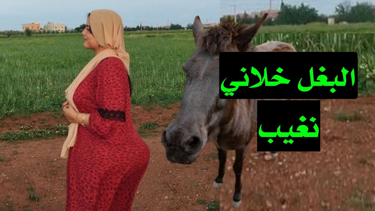 البغل دار فيا حالة عمرني نساها