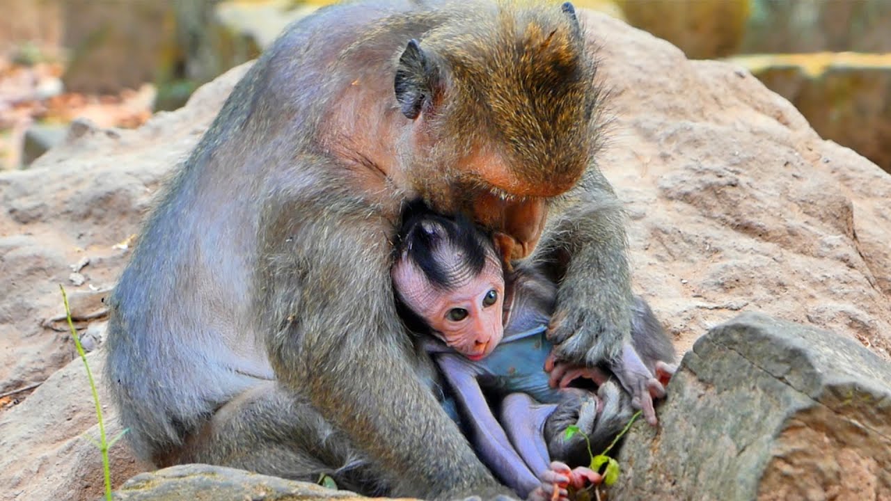 Primate monkey.../Young mother comforting little baby.../Sweetly life baby.../Nice clip