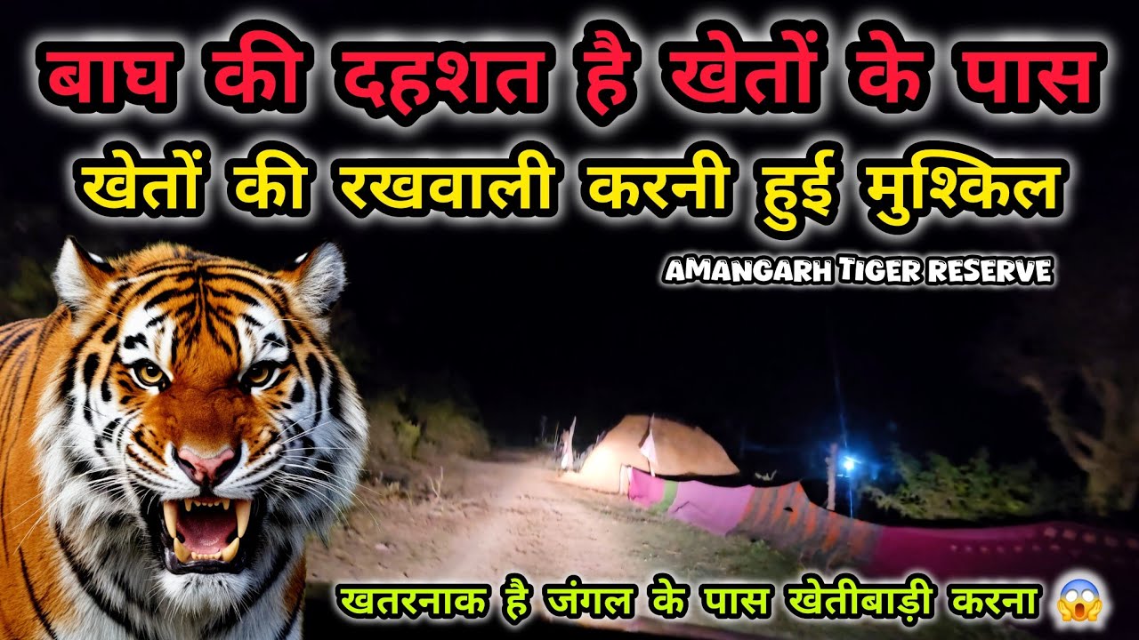 बाघ की दहशत में है किसान | Amangarh Tiger Reserve | Jhirna Range | Jim Corbett | Jungle Night Drive
