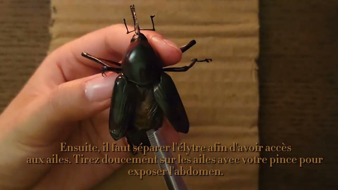 Comment &eacute;pingler un insecte