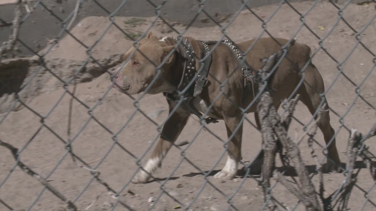 Owners free dog from heavy chain
