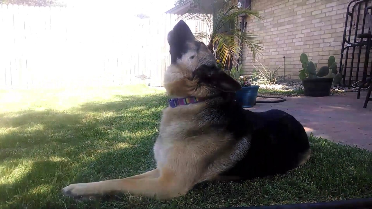 Hiliarious German Shepherd howling with the fire trucks