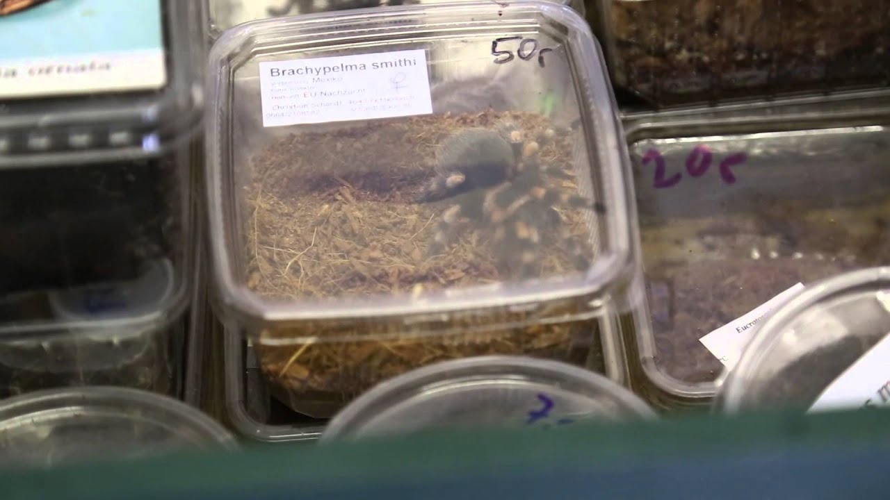 17 ème rencontre entomologique de Mons 2015