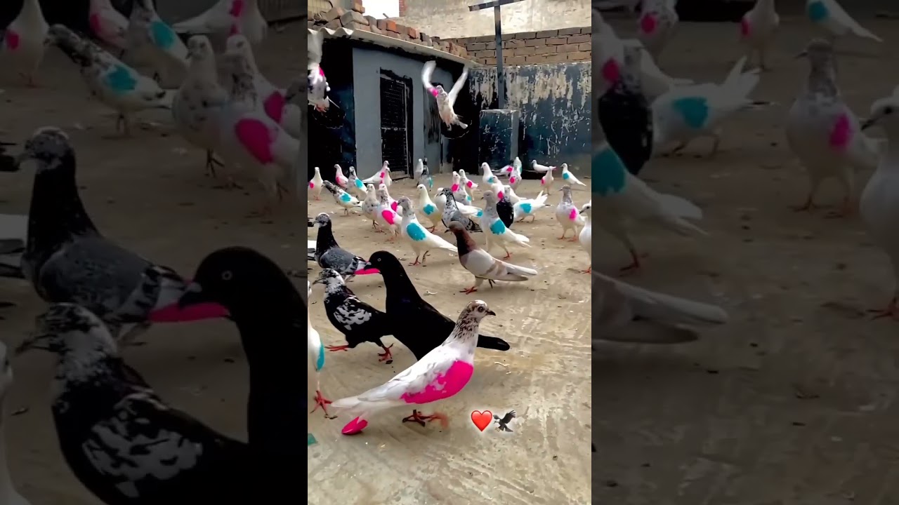 #viral #trending #shorts #kabootar #kabutar #shortsfeed #short #kabootarpakda #viralvideo#viralshort