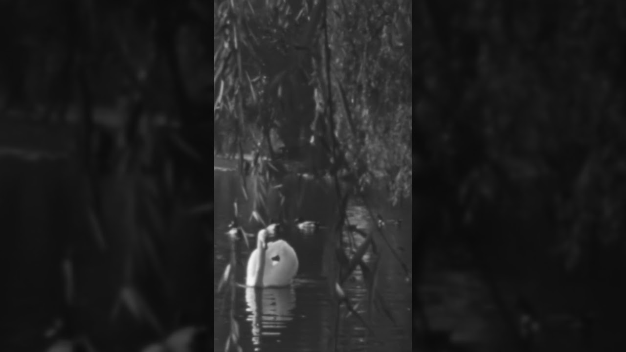 1930s Serenity: Swans & Ducks on a Tranquil LA Lake #short #shorts