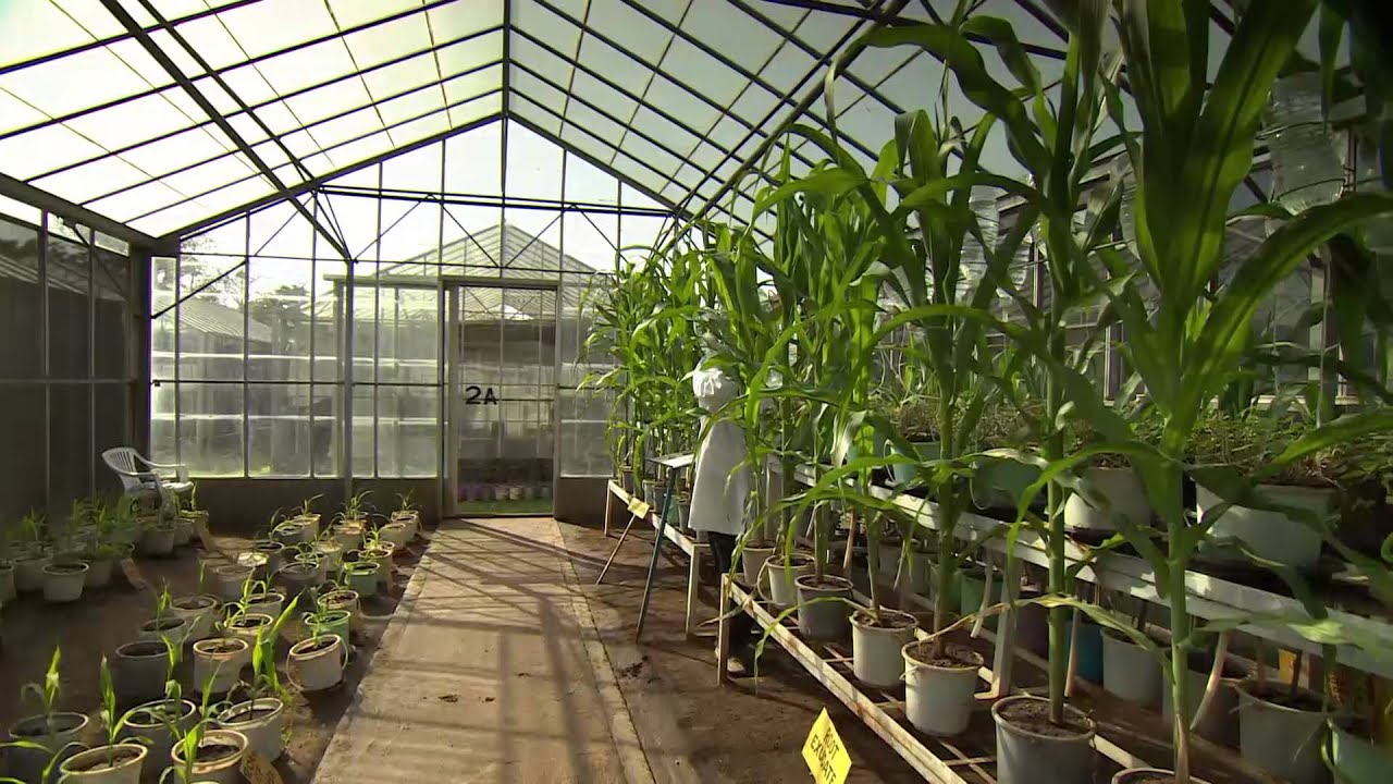 Push Pull - Cultivation method with a great future