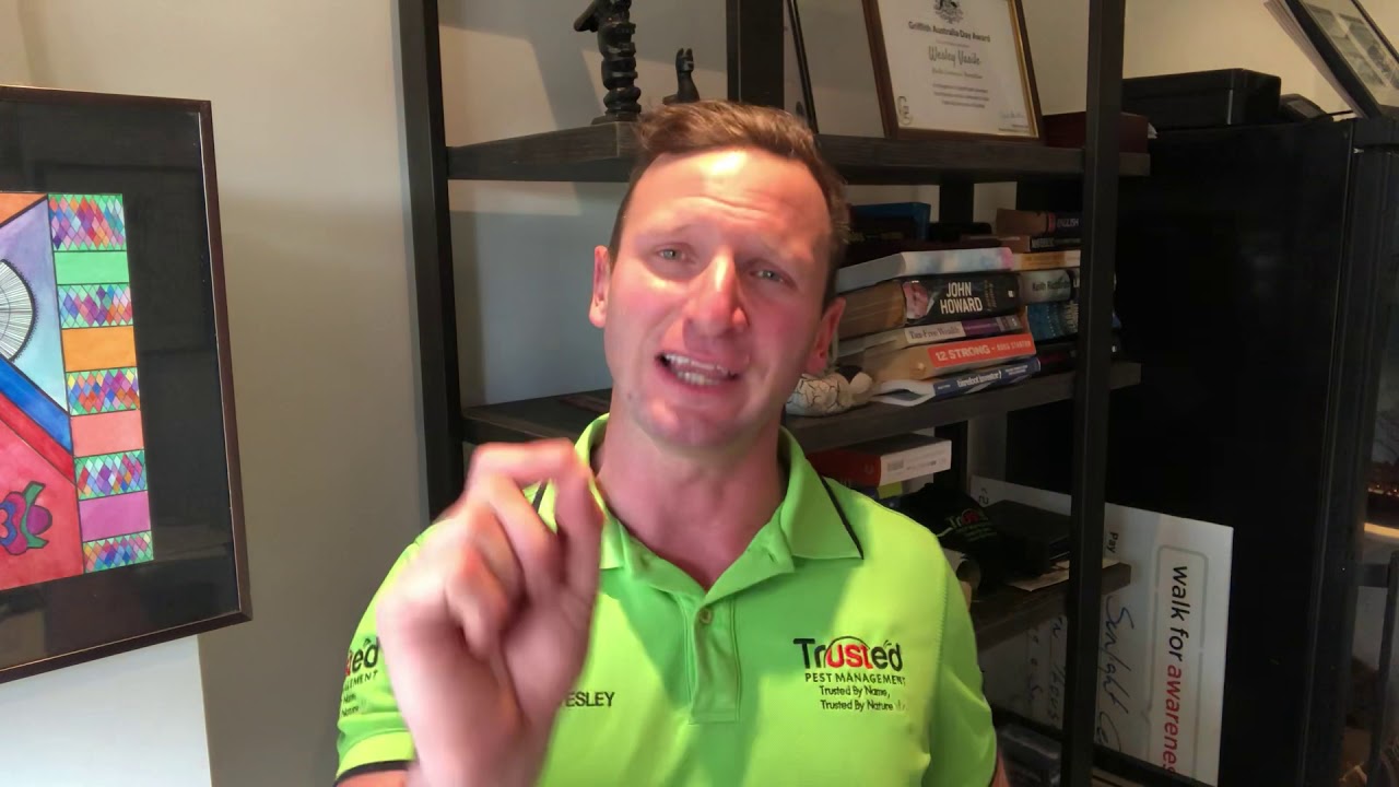 Explanation behind a Termite Free Service Period & a Termite Guarantee