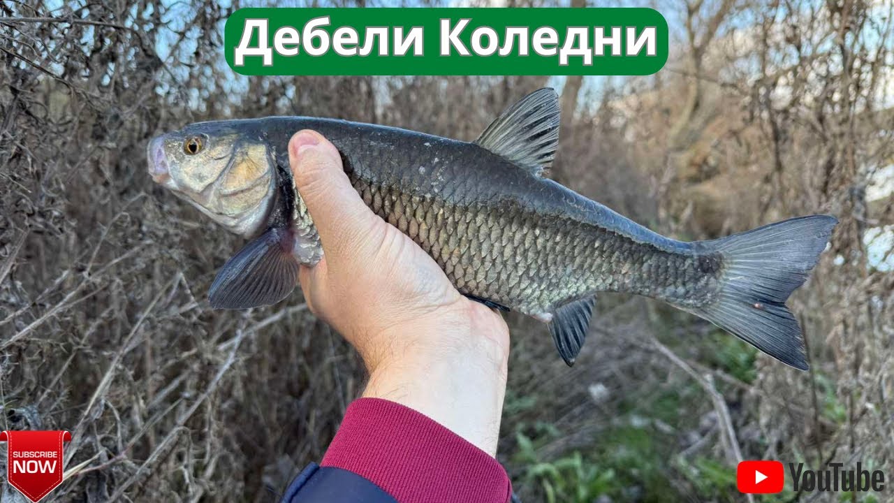 Дебели коледни!