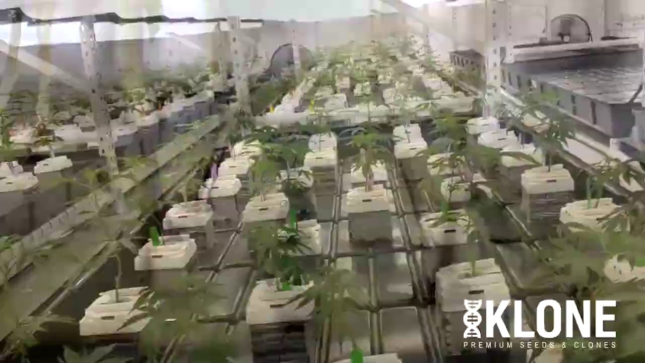 Klone Promo