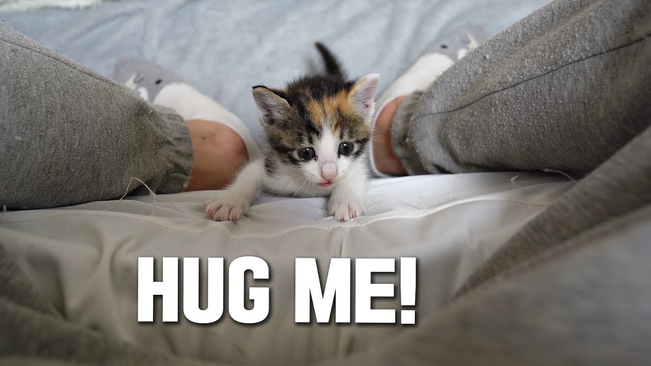 1-Month-Old Rescued Kitten Meowing to Hug me!