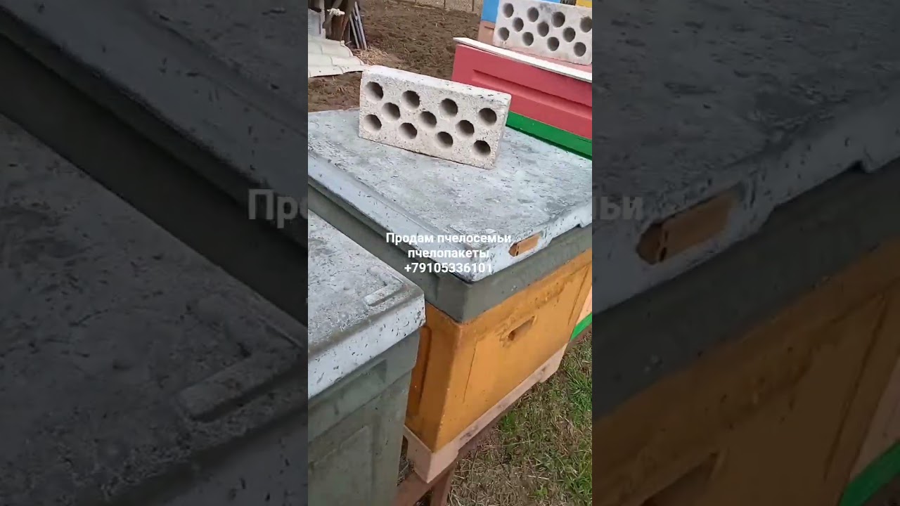 Вода в похолодание сохранит ваших пчел! Селигер Исток реки Волга. Продажа пчелопакетов.